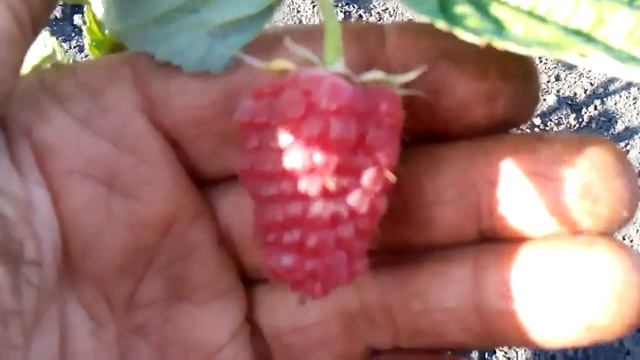 сигнальная ягода малины лячка и октавия смотреть онлайн