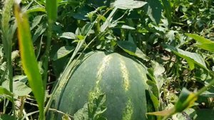 Показываю арбузные поля и стоимость арбуза в поле. Сезон крымского урожая - открыт!