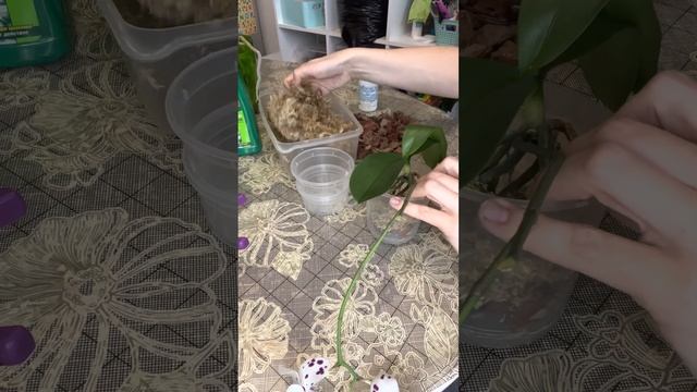Быстрая пересадка орхидеи