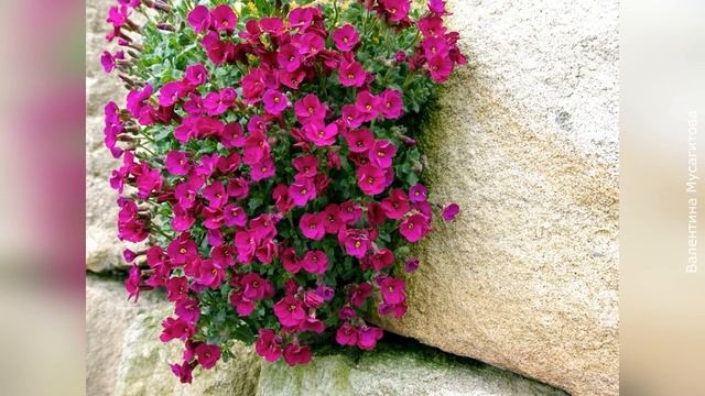 ТОП-10 лучших весеннецветущих почвопокровных растений для солнечных участков смотреть онлайн