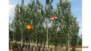 Тополь белый Ракет (topol-belyy-raket) ? белый тополь Ракет обзор: как сажать, саженцы тополя Ракет