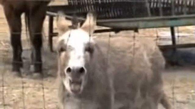 friendfeed.com/godisamyth/509fa3f7/xocai-chocolate-marketers Adam Green "Xocai Nasty Tale" 4441 смотреть онлайн