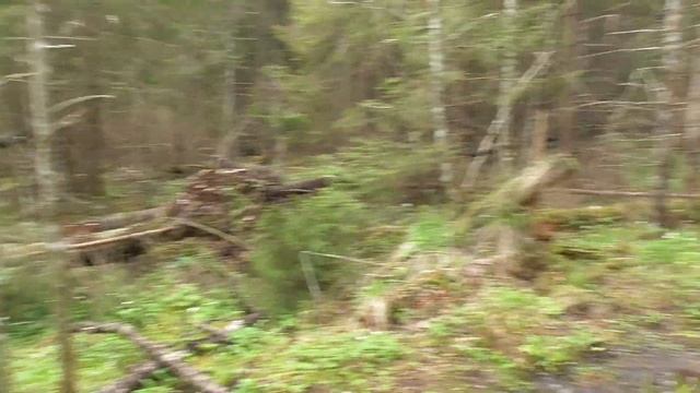 Прогулка по лесу с металлоискателем смотреть онлайн