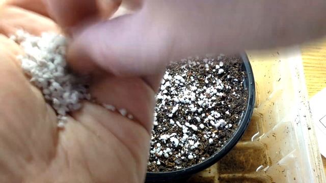 ? #2 Размножение голубики семенами | Посев. Всходы.