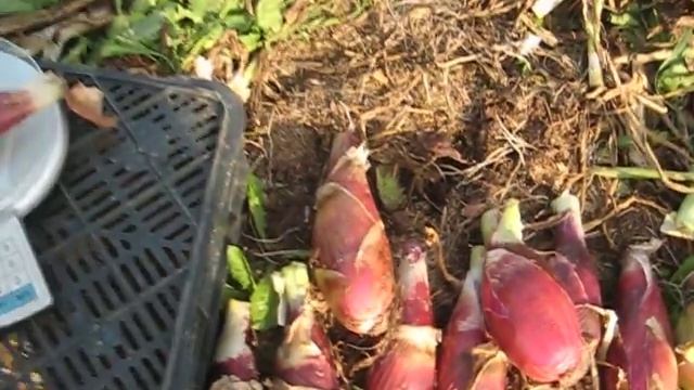 УБОРКА ЛУКА Rossa Lunga di Firenze смотреть онлайн