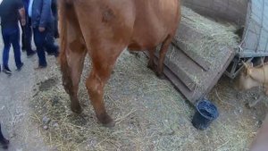 СКОТНЫЙ РЫНОК ЧЕЧНЯ/УРУС-МАРТАН