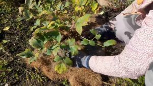 Укрытие древовидного пиона на зиму. Несколько советов))