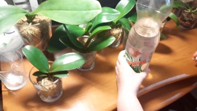 #Орхидеи. Содержание и полив азиатов-подростков во мхе без пересадки после получения по почте смотреть онлайн