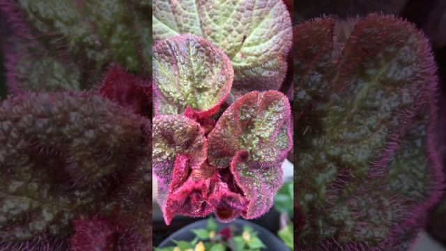 #jamaica #begonia #begonialovers #plants #plantlove смотреть онлайн