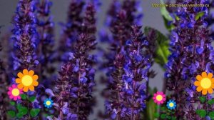 Шалфей дубравный Нью Дименсион блю. Краткий обзор, описание salvia nemorosa New Dimension Blue