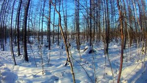 Промысловая охота 2020  Проверка Малого путика  Добыли рябчика