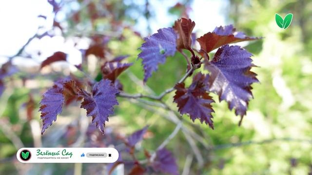 Береза пурпурная краснолистная, ориг Betula pendula «Purpurea» Зелёный Сад