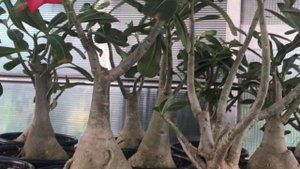 Пересадка Адениума в домашних условиях.