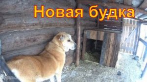 Про собаку и  вольер // Деревенская жизнь