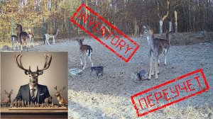 Не спится? Считайте ланей! Наоборот боретесь со сном?Вот Вам вопли стада! #лань #животные #deervader