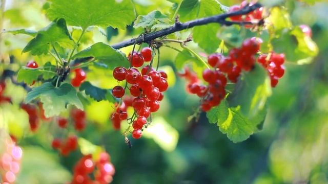 Ошо БУДЬ ПРОСТО ТИХИМ НАБЛЮДАТЕЛЕМ  #Просветление#Пробуждение
