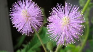 МИМОЗА НАСТОЯЩАЯ