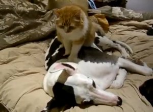 Кот делает массаж собаке