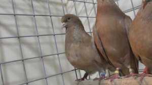 Голуби бакинские жёлтые