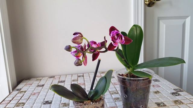 Meet My Phalaenopsis Orchids! смотреть онлайн