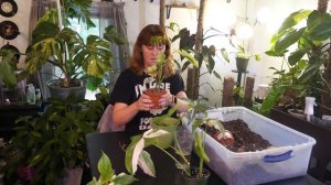 Plant Haul | Repotting Syngonium Albo & Philodendron Florida Ghost