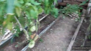Рекомендую новые сорта высокорослых и крупных томатов.