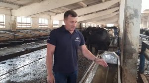 Сколько пьет корова. Поение коров. Поилки для коров.