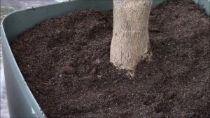 Замена грунта в больших горшках с комнатными цветами.