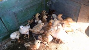 Птичий двор. Куры, гуси, утки, цесарки, индюки.