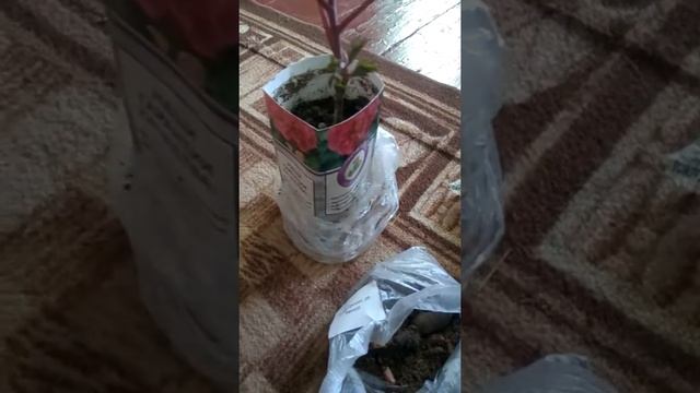 Садовод 8 ,крымский интернет магазин .Удачная покупка, я считаю. смотреть онлайн