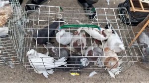 Птичий рынок г. Ташкент - ГОЛУБИ (28.05.2022) / Uzbek Pigeons / Usbekische tauben