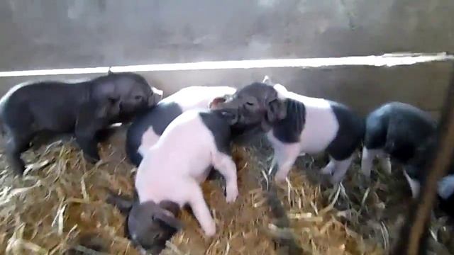 Meishan Mix Piglets смотреть онлайн