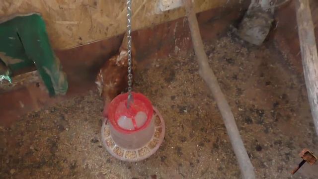 Устройство Курятника для кур несушек внутри Своими руками.mkv смотреть онлайн