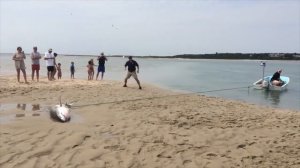 ОСТоРОЖНО ОНА ЖИВАЯ! Белая Акула на песчаном пляже!