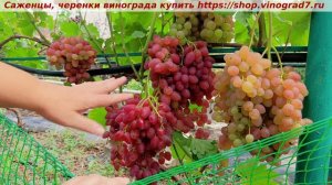 Парад сортов на 27.07.24 года - виноград Кишмиш КАЗАНТИП  https://shop.vinograd7.ru