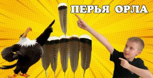 Орлиные перья. Перо орла. Устин распаковывает посылку из Китая.