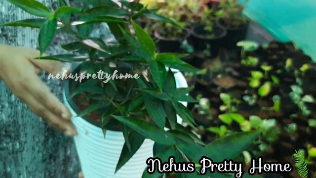 കുറേ നാളുകൾക്ക് ശേഷം ഒരു Sale video🌿🌿|Fittonia|Caladium|Syngonium|Aglaonema|Milky Bamboo|Plant sale
