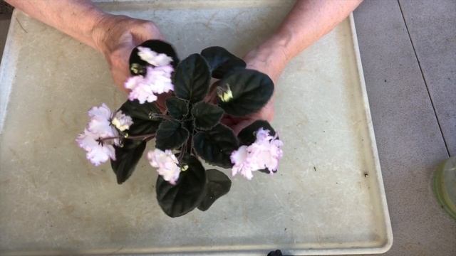AFRICAN VIOLETS IN BLOOM! Types review. My recommendations.