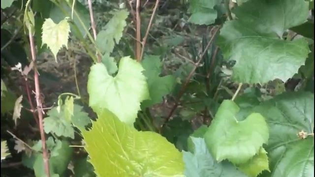 Уход за виноградом в начале лета смотреть онлайн