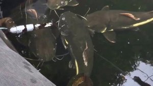 КРАСНОХВОСТЫЙ СОМ ...