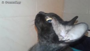 Кошка охотится на комара