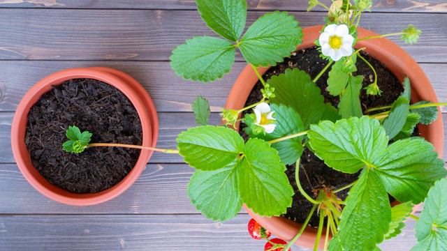 Growing Strawberries in Zone 6 смотреть онлайн