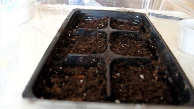 Growing Chia Plants смотреть онлайн