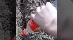Гигантская морковь выросла! Морковь БЕЗ прореживания -100% результат! Крахмальный метод.