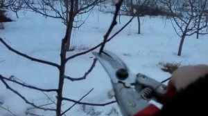 Обрезка двухлетней яблони