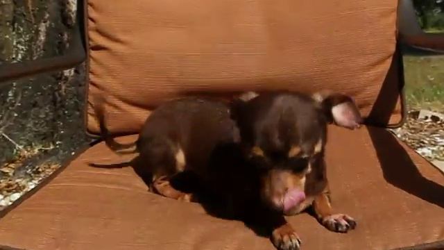 Video of adoptable pet named Dallas смотреть онлайн