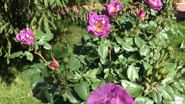 Чёрная пятнистость на розах. смотреть онлайн