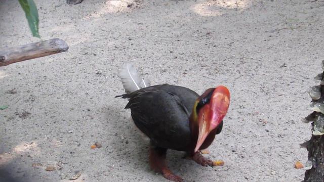 Огненный гомрай обедает 23.07.2019 смотреть онлайн