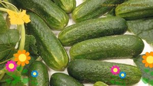 Огурец гибридный Ла Белла F1. Краткий обзор, описание характеристик cucumis sativus La Bella F1