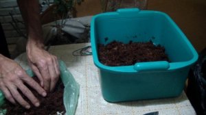 ХРАНЕНИЕ РОЗ ЗИМОЙ в ПОДВАЛЕ